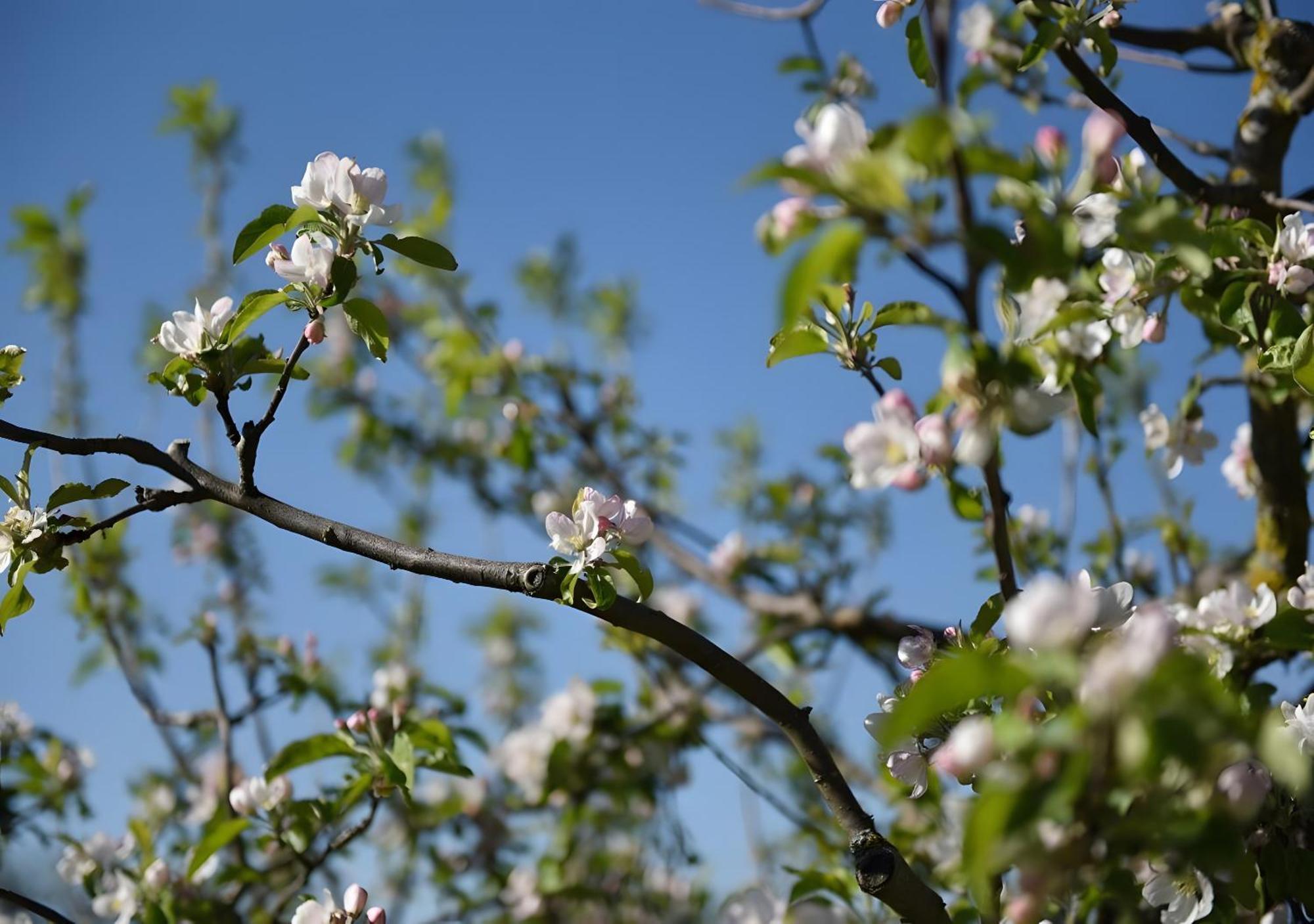 Ferienwohnung Apfelblüte Burgbernheim Exterior foto